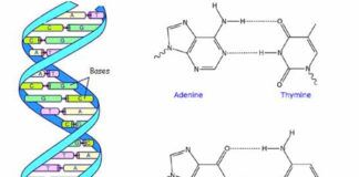ADN – Structure et principe