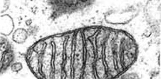 ADN Mitochondrial